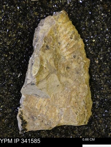 Scaphites sp.