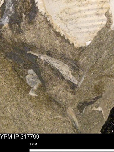 undet. Bivalvia