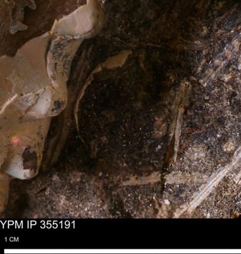 Limopsis sp.