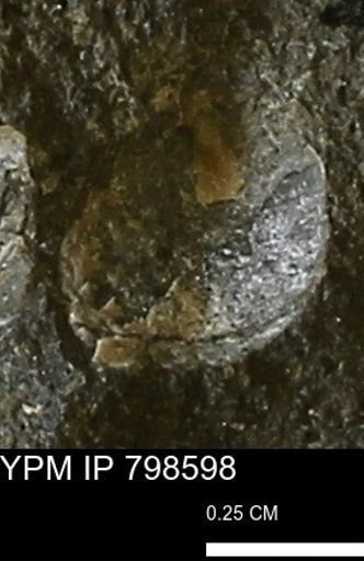 undet. Mollusca