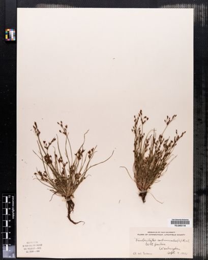 Fimbristylis autumnalis