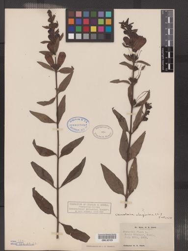 Aureolaria flava