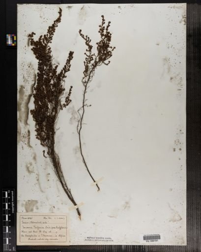 Plantae