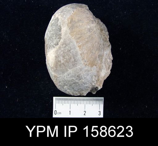 Clorinda barrandei