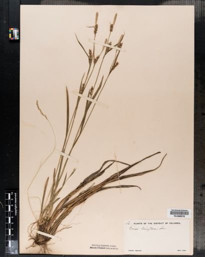 Carex laxiflora