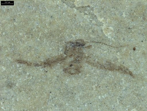Strepsiptera?