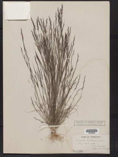 Aristida dichotoma