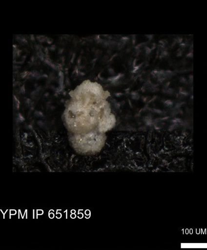 undet. Foraminiferida