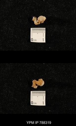 taxon undetermined