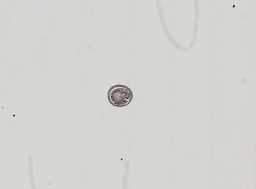 Plagiostomum whitmani