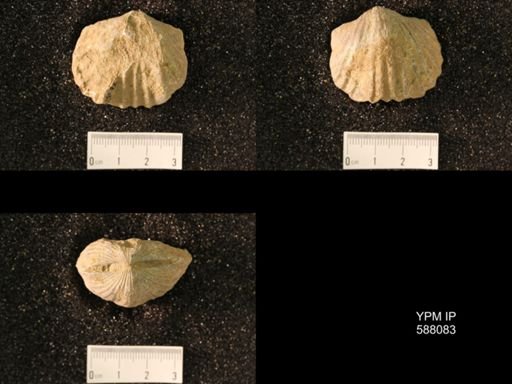 Platystrophia lynx