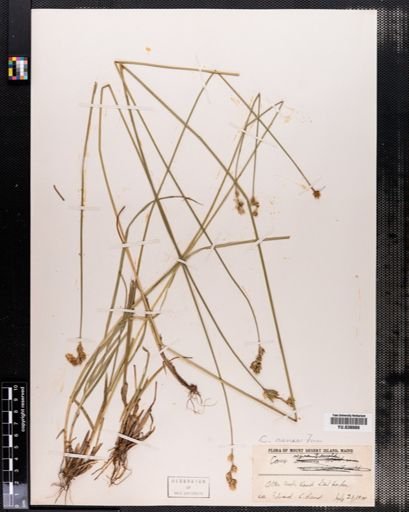 Carex aenea