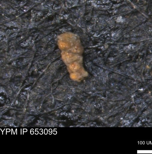 Verneuilinoides hectori