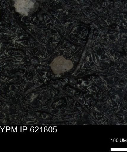 undet. Foraminiferida