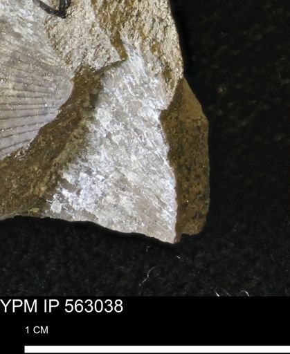 Oxytoma (Hypoxytoma) sp.