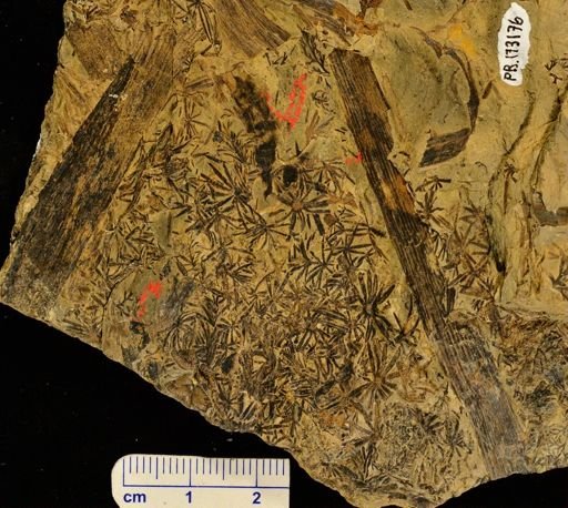 Asterophyllites sp.