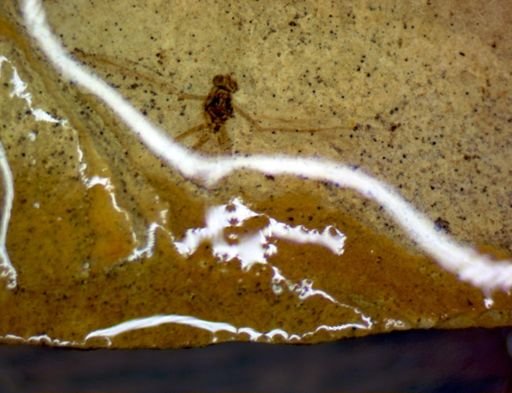 undet. Diptera