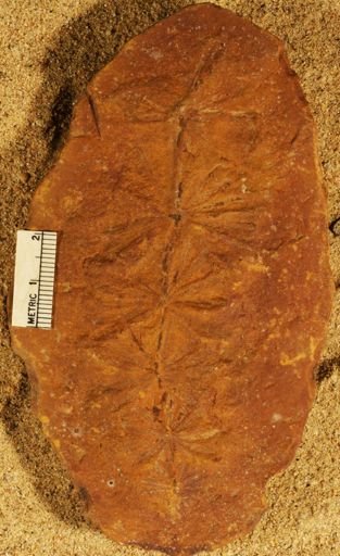 Annularia sp.