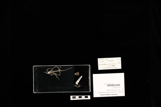 Chalarodon madagascariensis