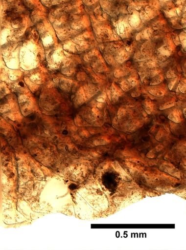 cf. Velinea