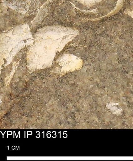 undet. Mollusca