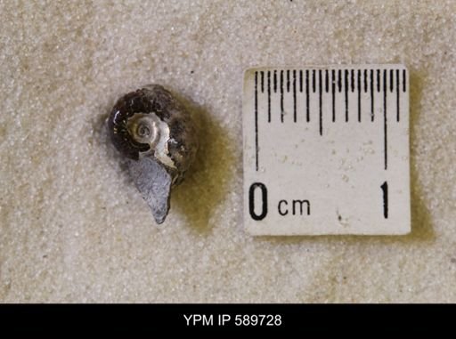 Hoploscaphites nicolletii