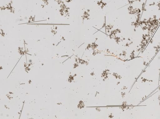 Tectitethya crypta