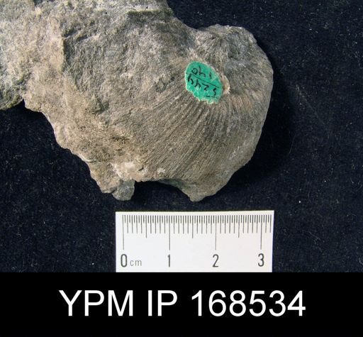 Strophonella punctulifera