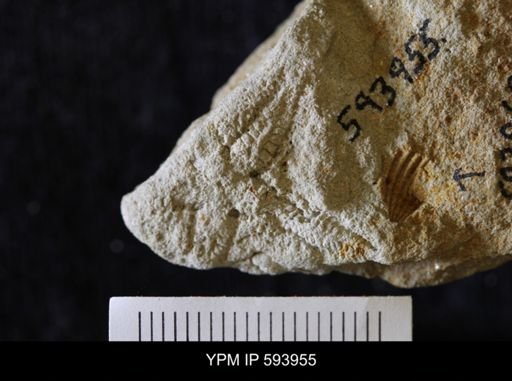undet. Stelleroidea