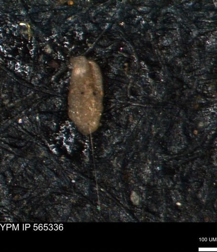 Miliammina inflata
