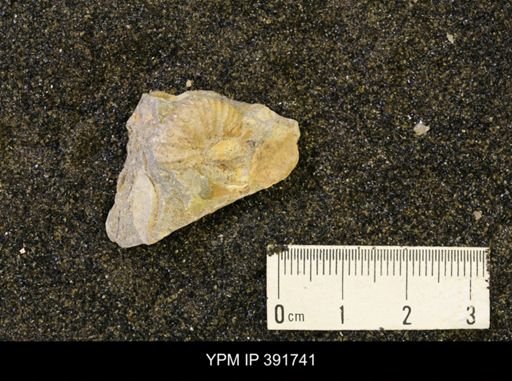 Desmoscaphites sp.