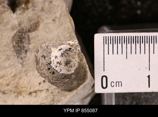 Protocardia subquadrata
