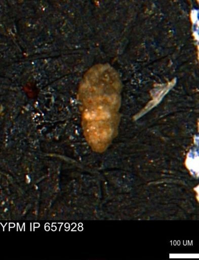 Verneuilinoides kansasensis