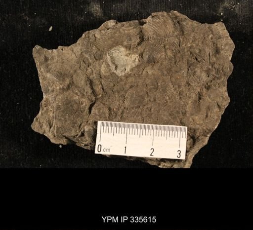 Linoproductus cora