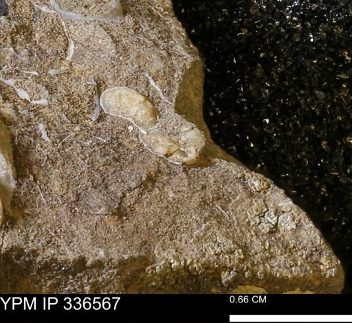 undet. Mollusca