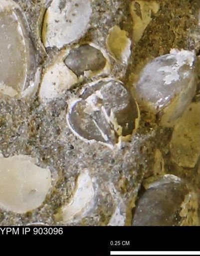 Corbulamella sp.