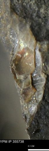 undet. Scaphitidae