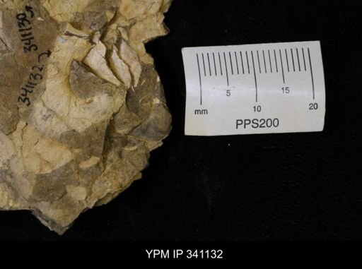 Scaphites sp.