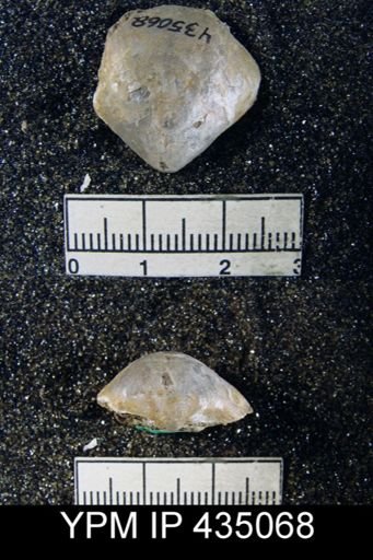 Martinia sp.