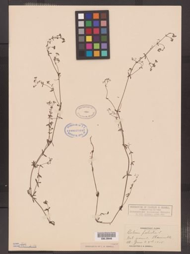 Galium palustre