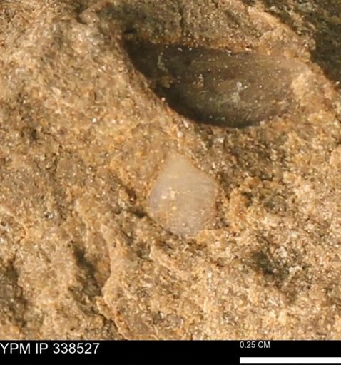 undet. Mollusca
