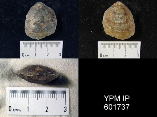 Lingula cincinnatiensis