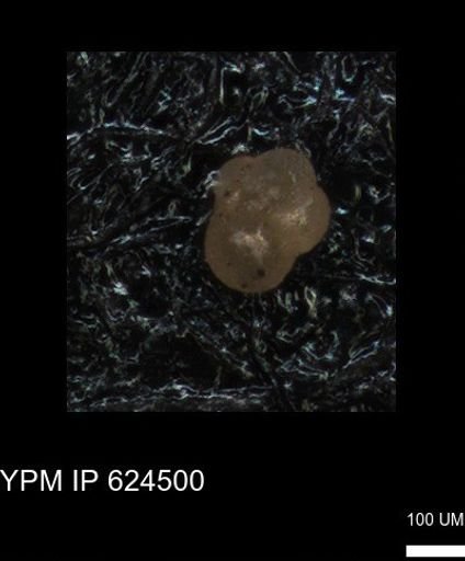 undet. Foraminiferida
