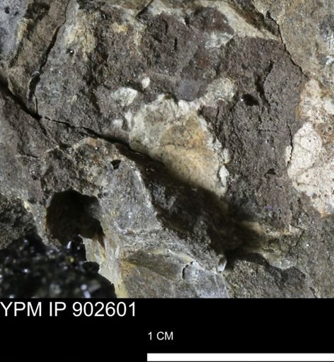 undet. Bivalvia