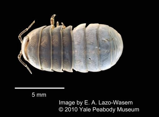 Armadillidium vulgare