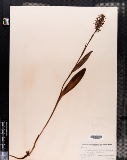 Habenaria