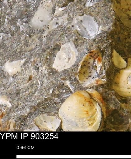 undet. Bivalvia