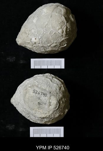Holocystites sp.