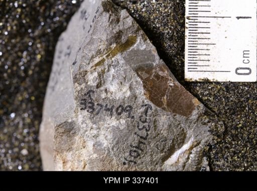 Ammonoidea?