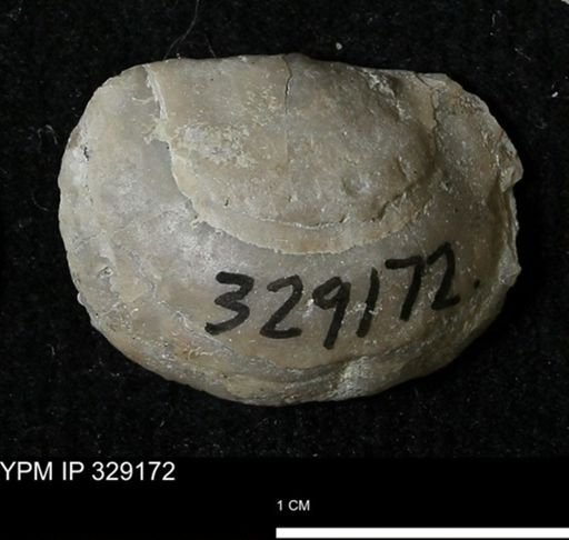 Pholidostrophia iowaensis
